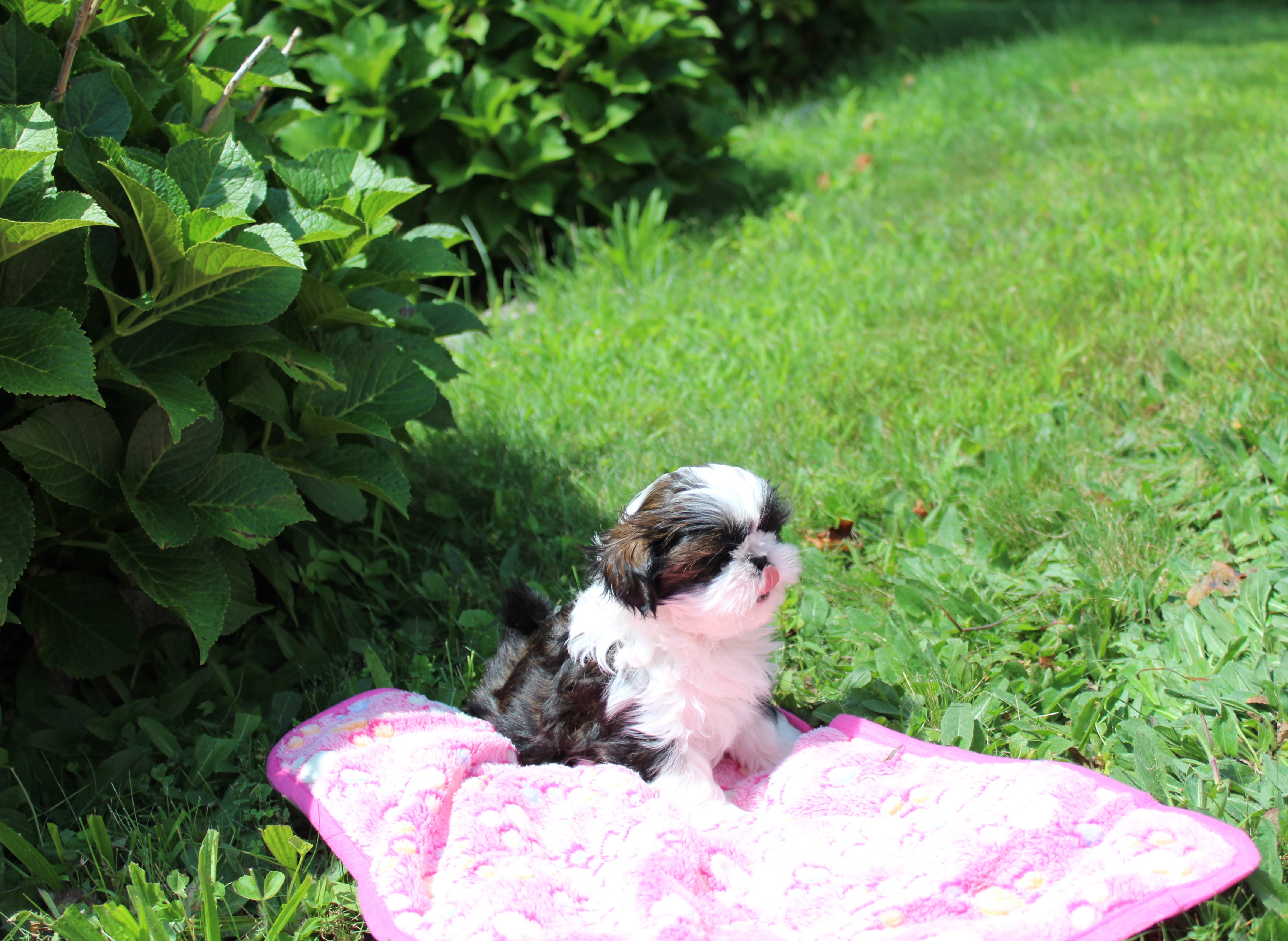 Cat, a Shih Tzu puppy