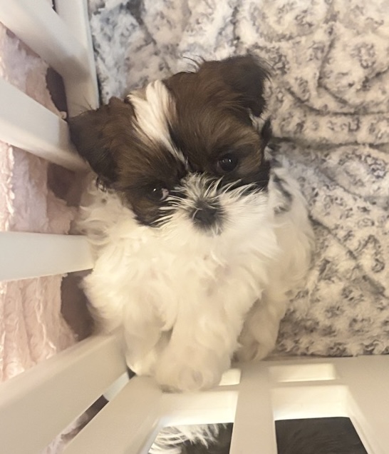 Holly, a Shih Tzu puppy