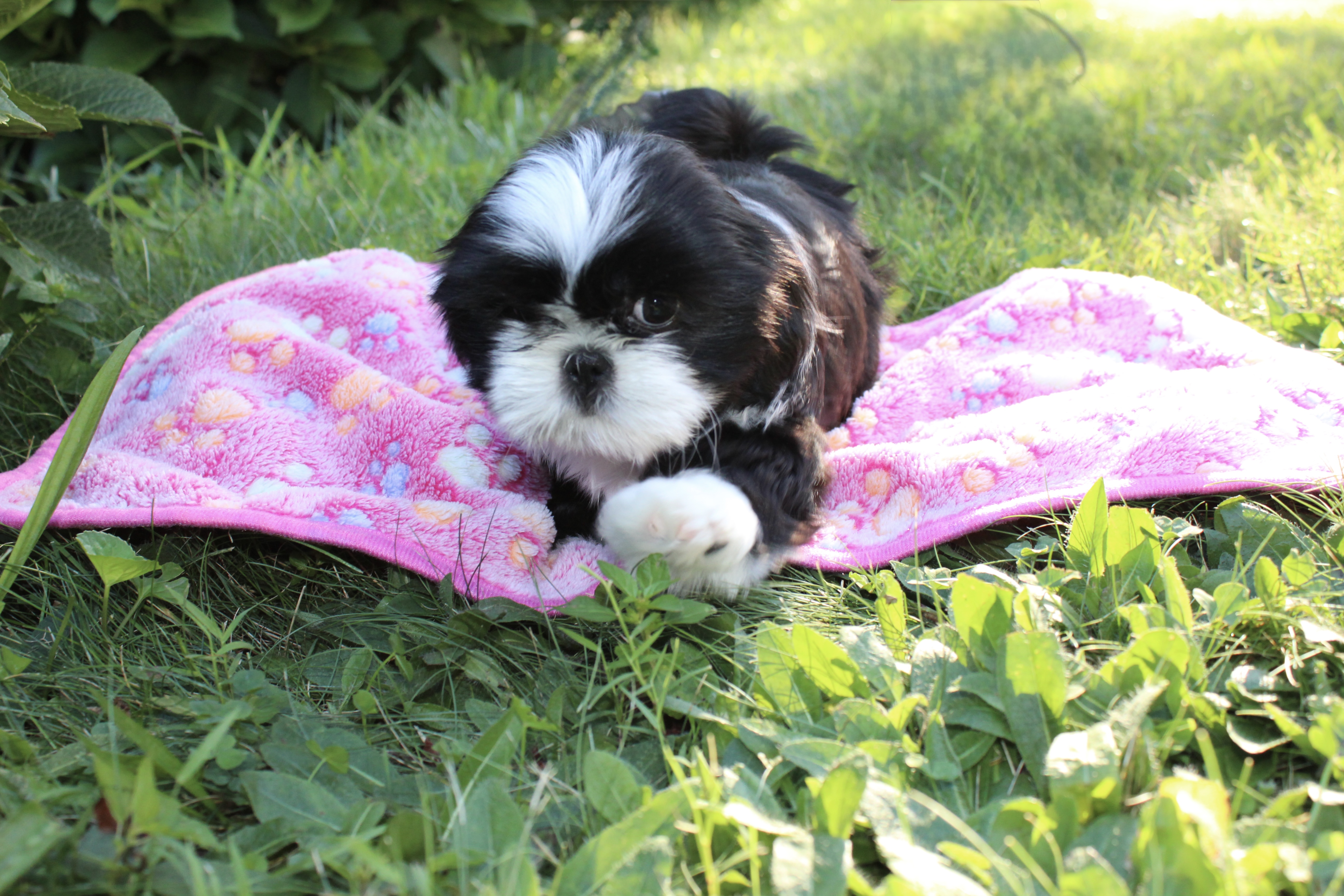 Available Shih Tzu puppy