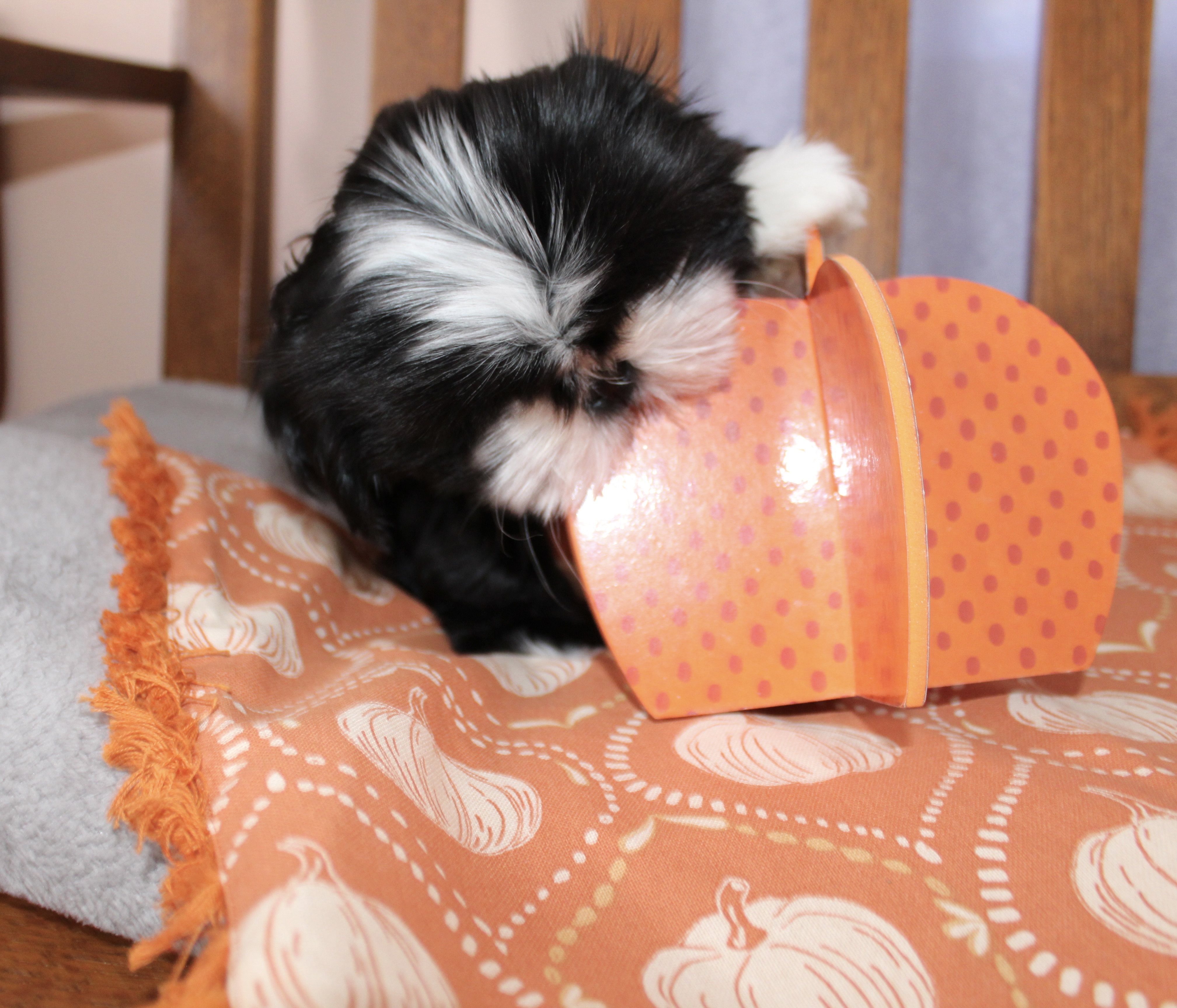 Our Shih Tzu dogs