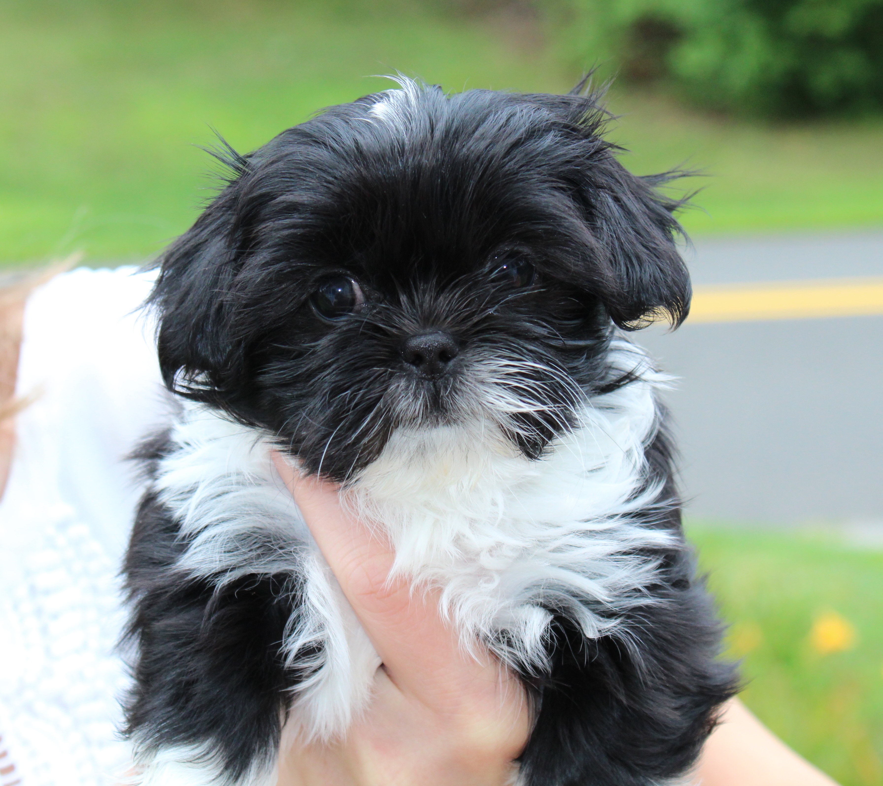 Available Shih Tzu puppy